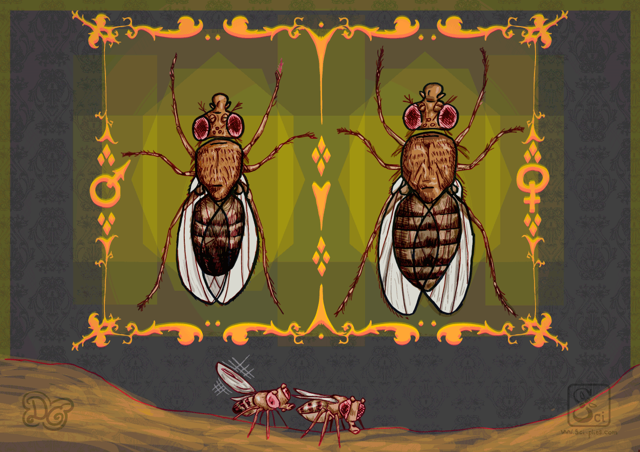 Drosophila macho y hembra