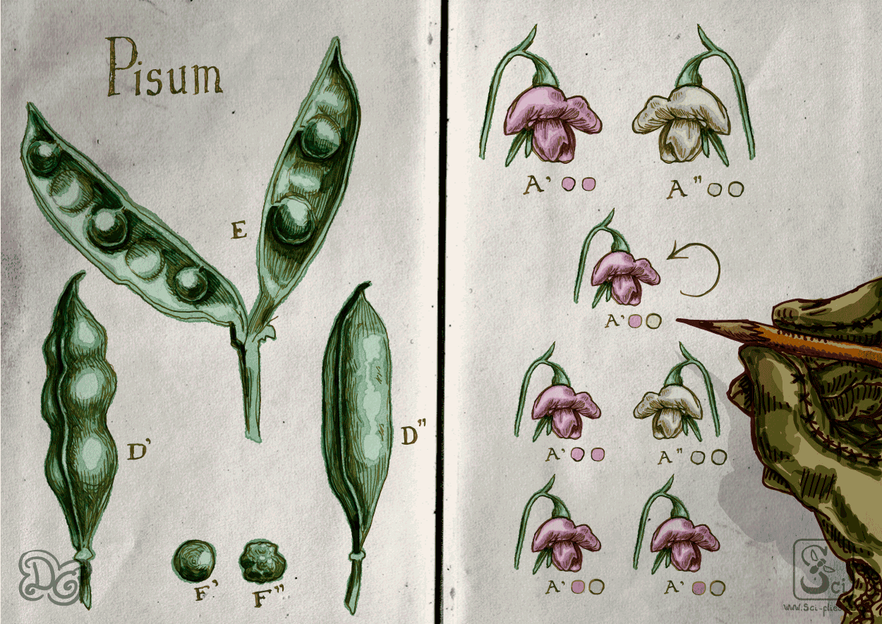 Mendel writes in his notebook the heredity of the pea flower color.