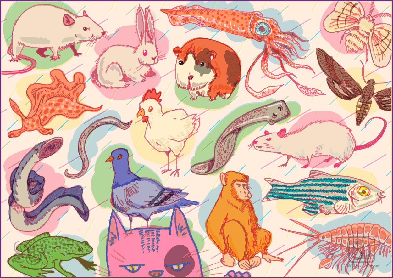 Collage de animales de laboratorio