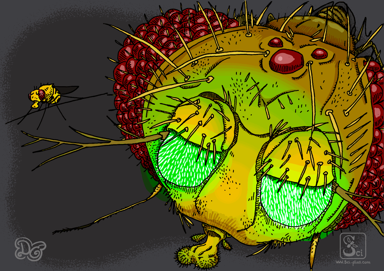 Transgenic Drosophila expressiing GFP in the cells of the antenna