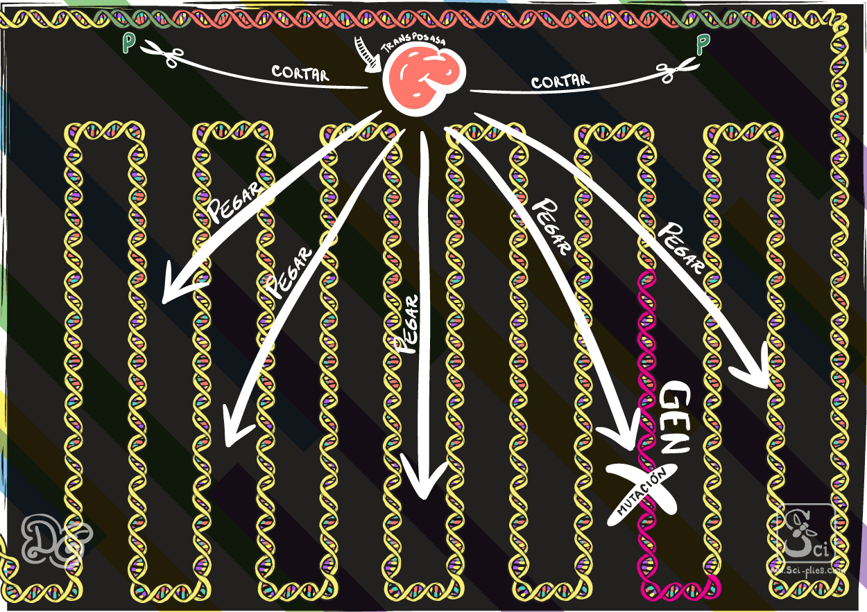 Un elemento P se moviliza por medio de la transposasa y se inserta aleatoriamente en el genoma a partir de su posicion original