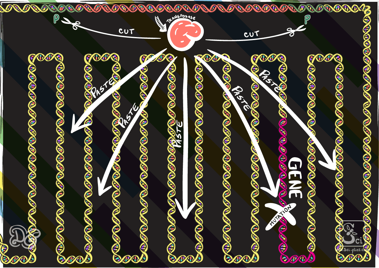 The transposable element, P element, in Drosophila. How transposase changes its location in the genome.