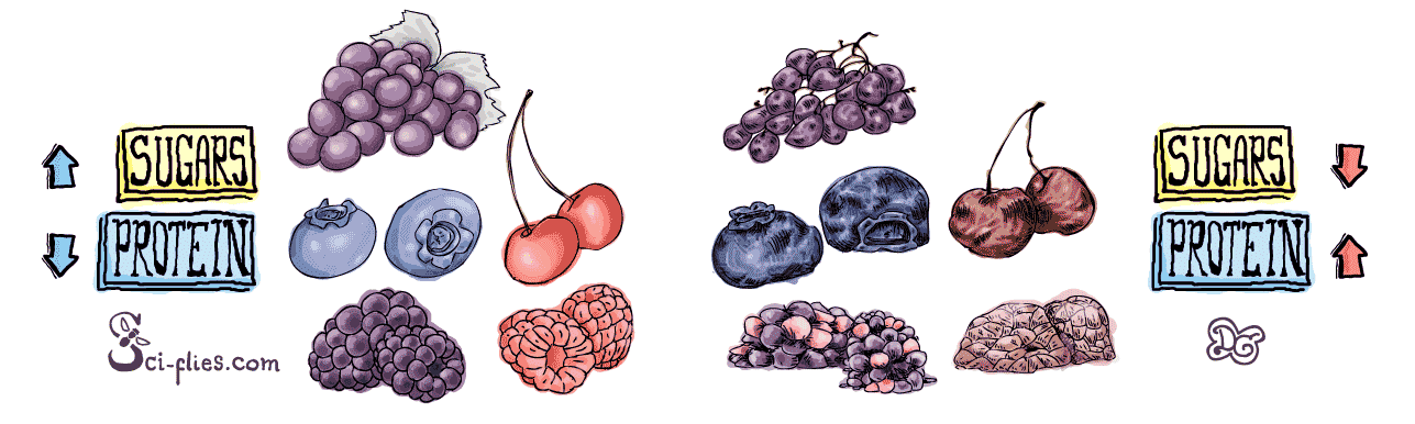 Fresh and overripe fruit have different nutrient composition