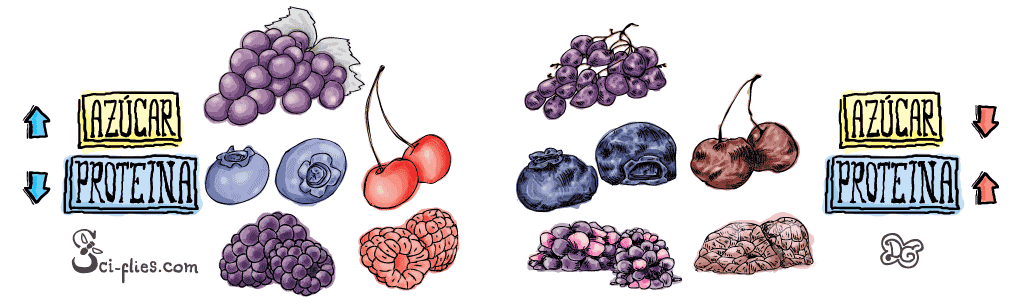 Frutas frescas y pasadas contienen distintos nutrientes