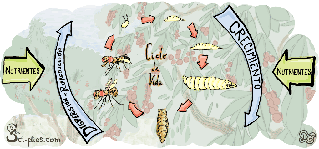 A lo largo del ciclo de vida de la mosca las necesidades nutricionales cambian