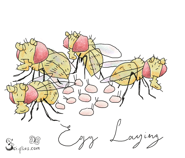 Flies laying eggs in groups