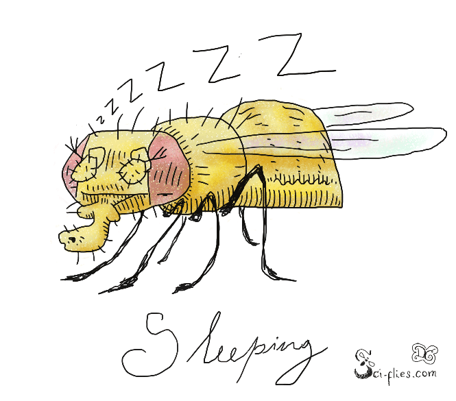 Sleep in flies