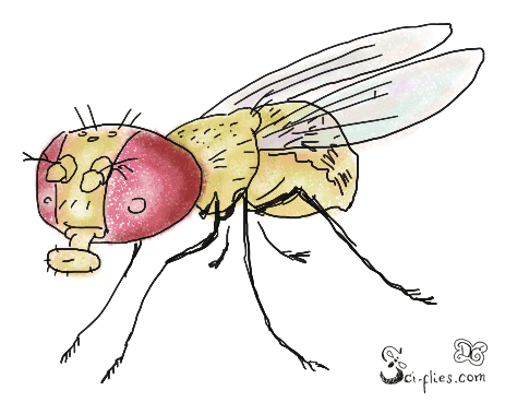 A Drosophila fly