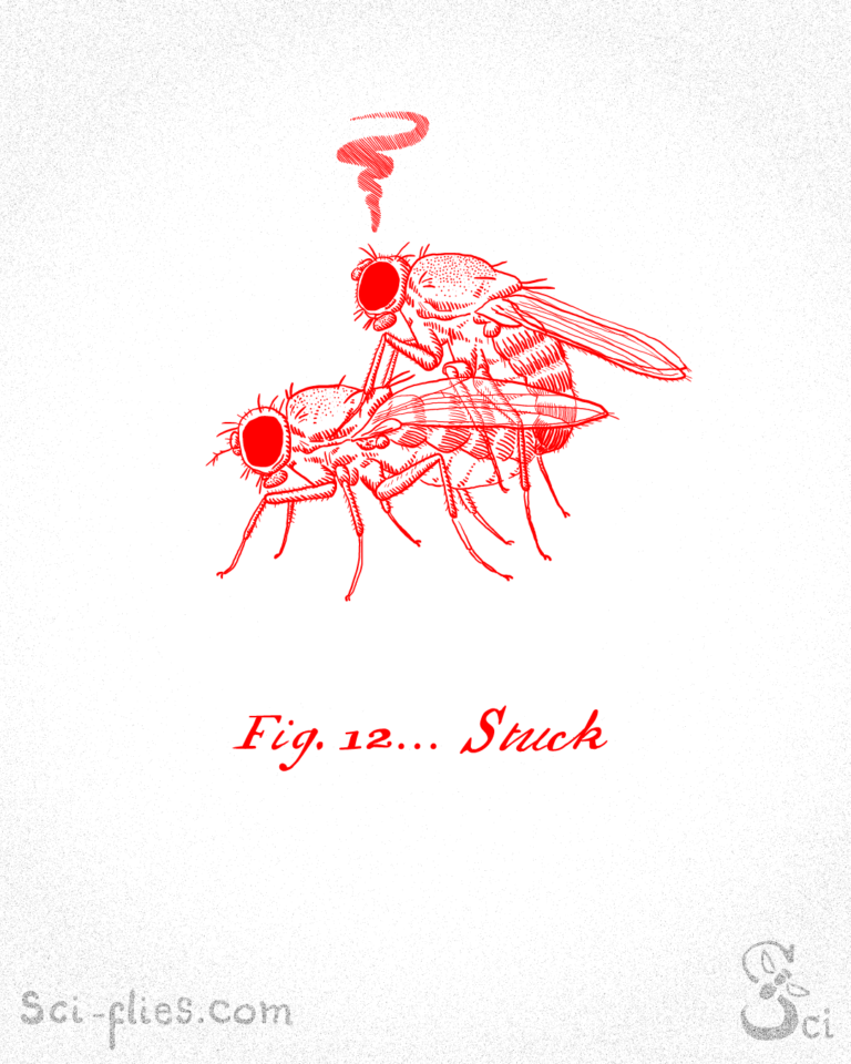 When the gene called stuck is mutated, male flies copulate for longer than usual.