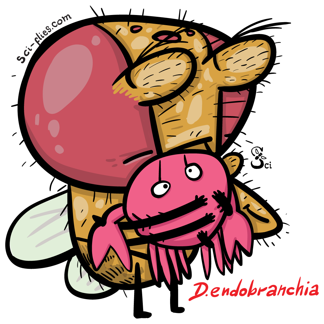Drosophila endobranchia hugs its little crab friend
