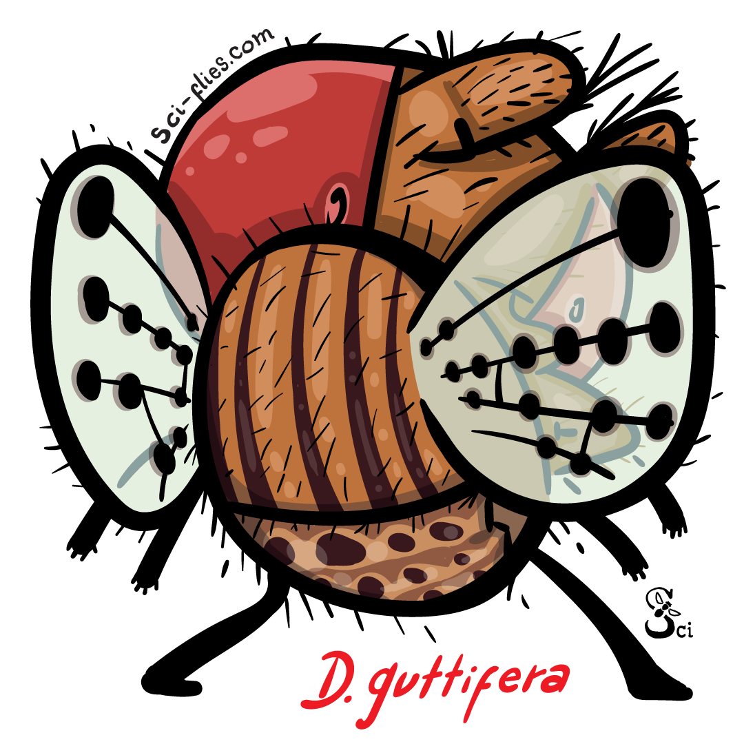 Drosophila guttifera shows off