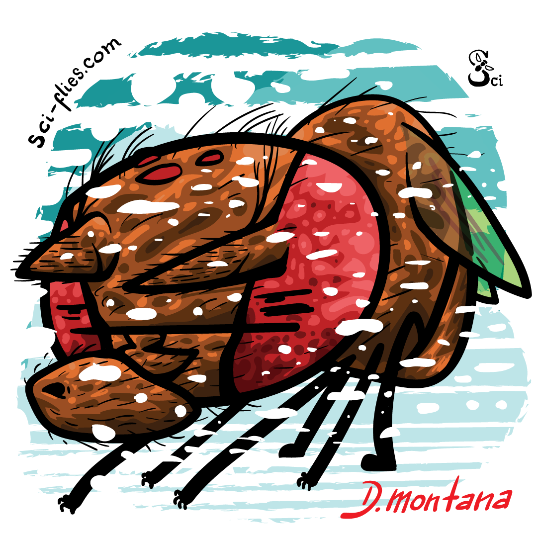 Drosophila montana faces the cold
