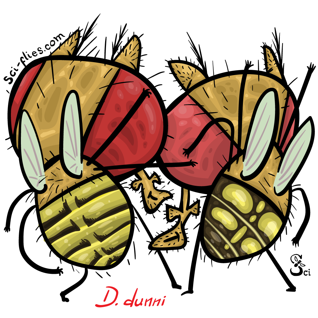 Drosophila dunni is a group of species from the caribbean with striking abdominal pigmentation patterns.
