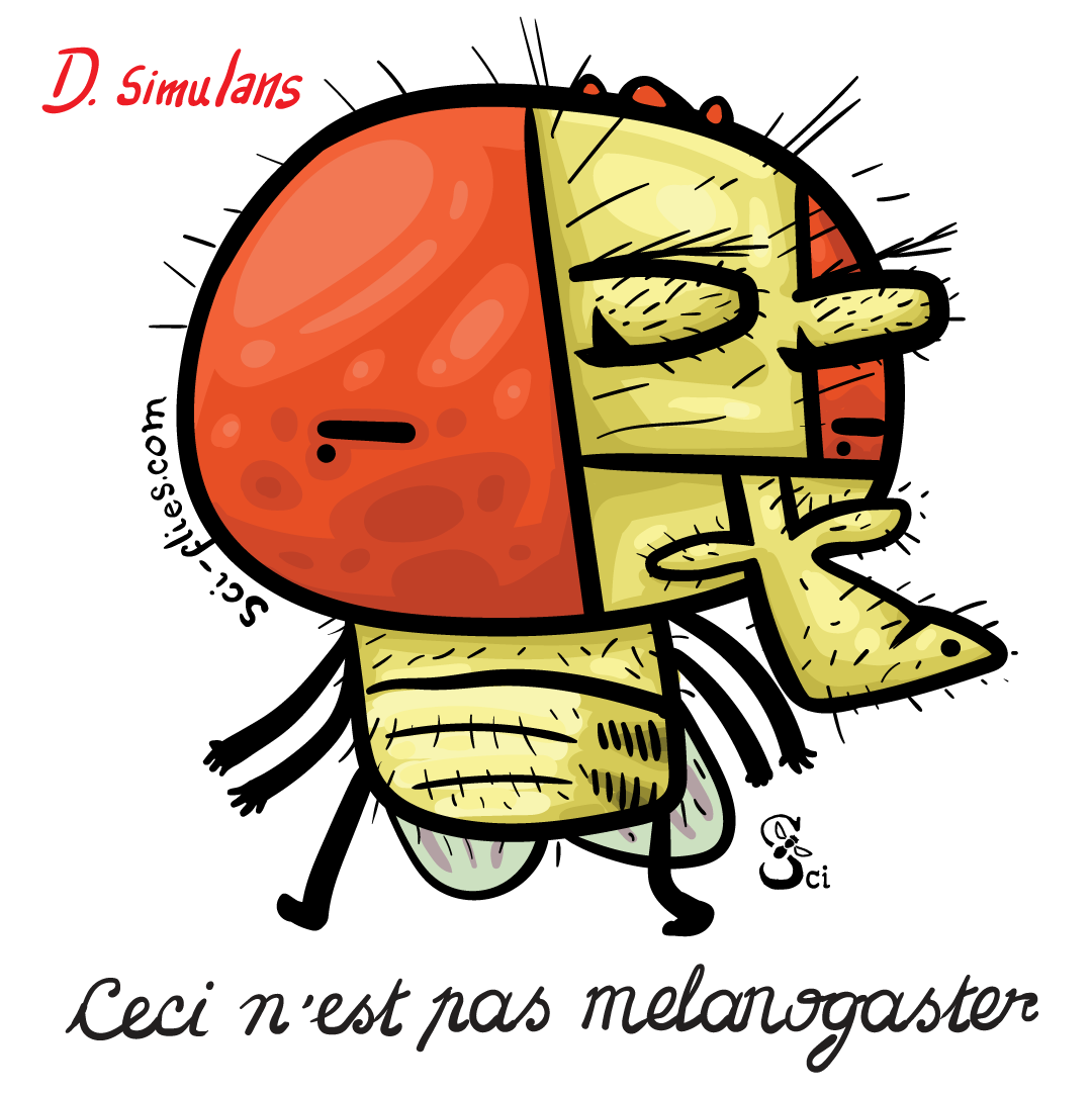 Drosophila simulans is very similar to D melanogaster