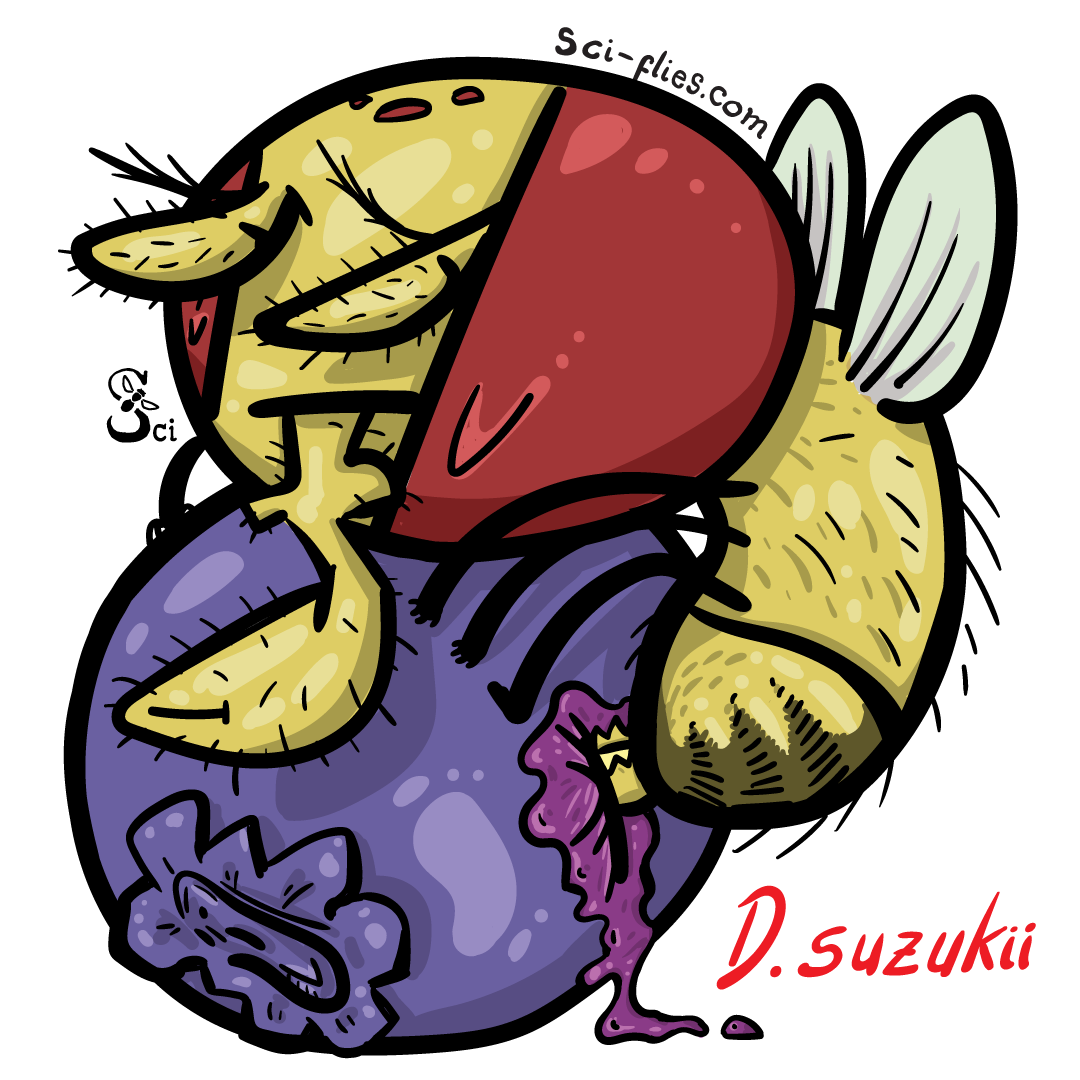 Hembra D suzukii pone huevos en un arandano
