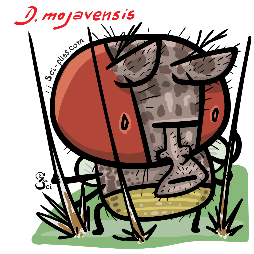 Drosophila mojavensis explora un cactus
