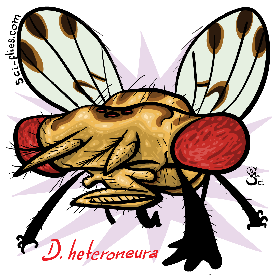 Drosophila heteroneura carga hacia adelante