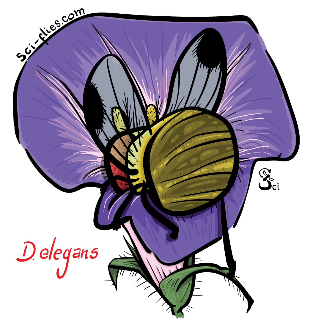 Drosophila elegans se mete en una flor