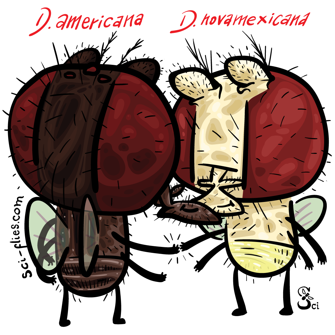 Drosophila americana tiene pigmentacion oscura, Drosophila novamexicana es clara. Pueden cruzarse y dar hibridos intermedios.