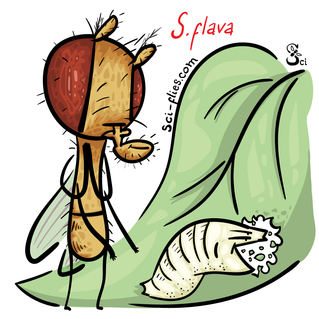 Scaptomyza flava es una especie cuyas larvas se alimentan de hojas.