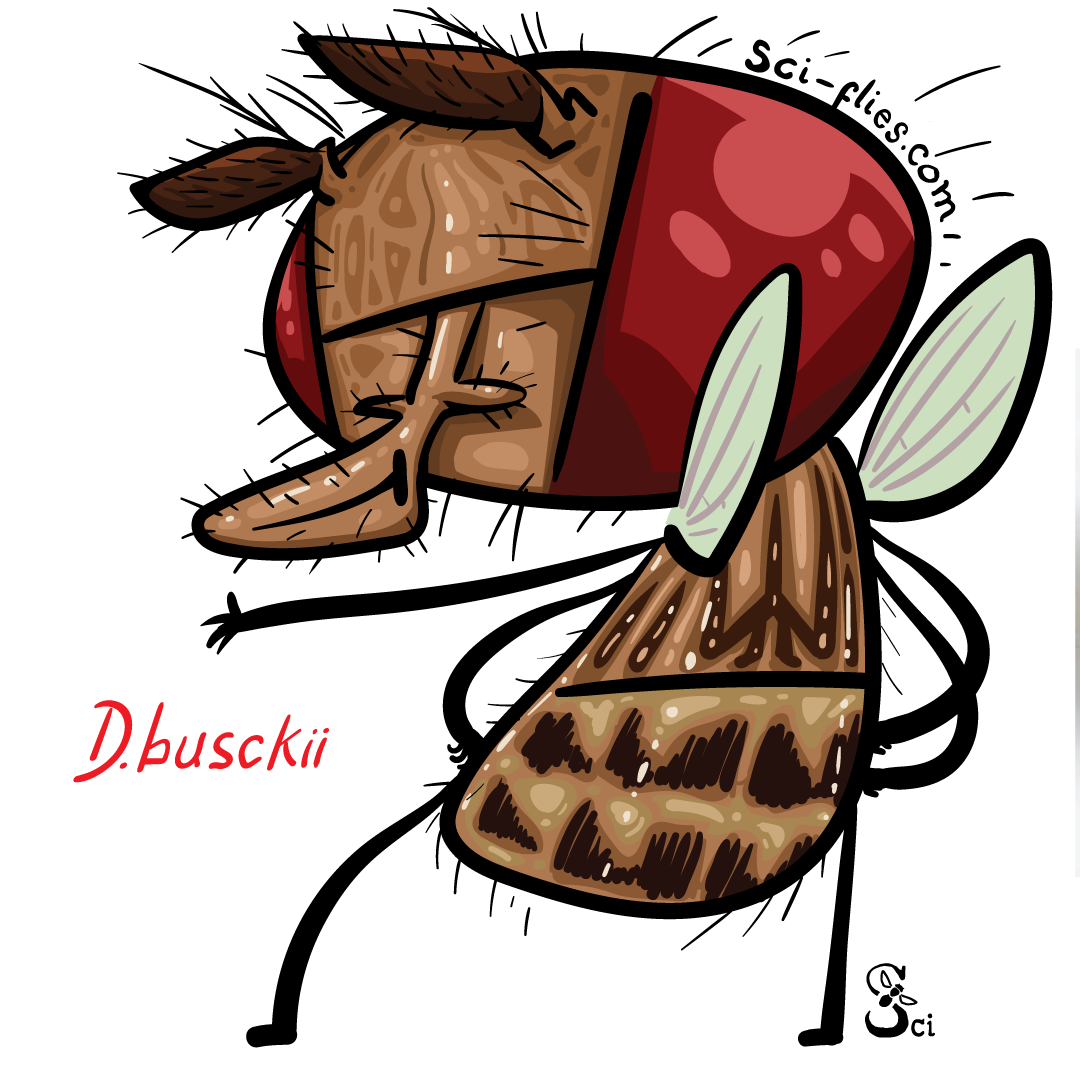 Drosophila busckii tiene un patron de pigmentacion en forma de tridente en el torax, definido por la insercion de los musculos de las alas.