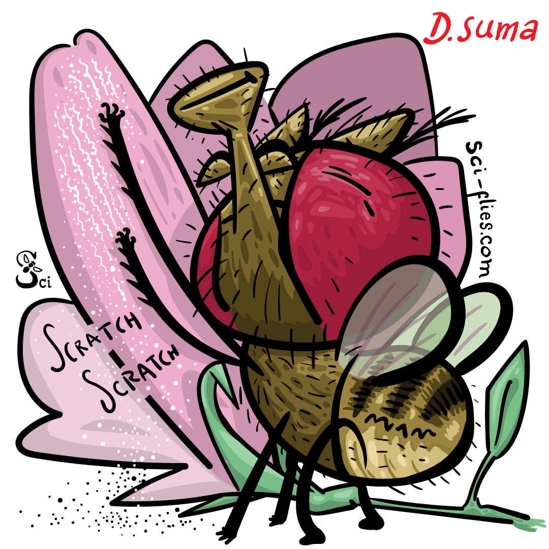 Drosophila suma rasca una flor