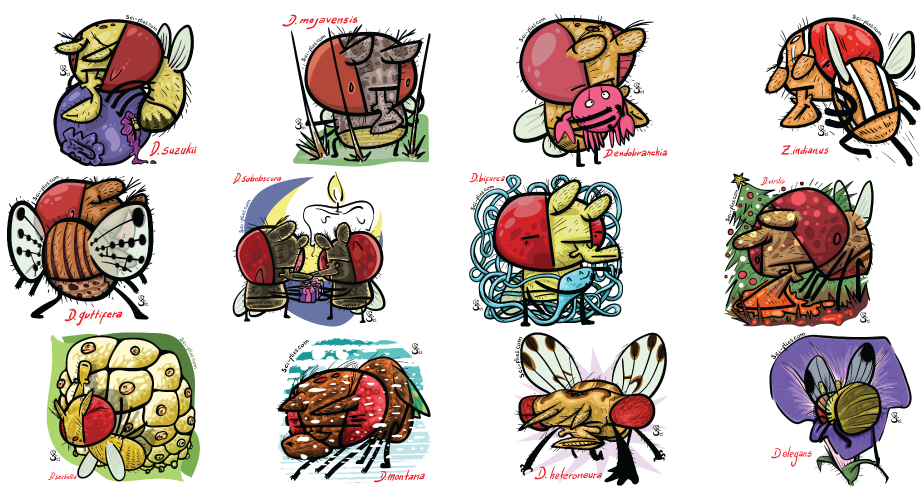Drosophila species parte 1